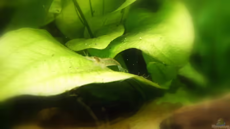 Aquarium Becken 988 von msp99 (9)