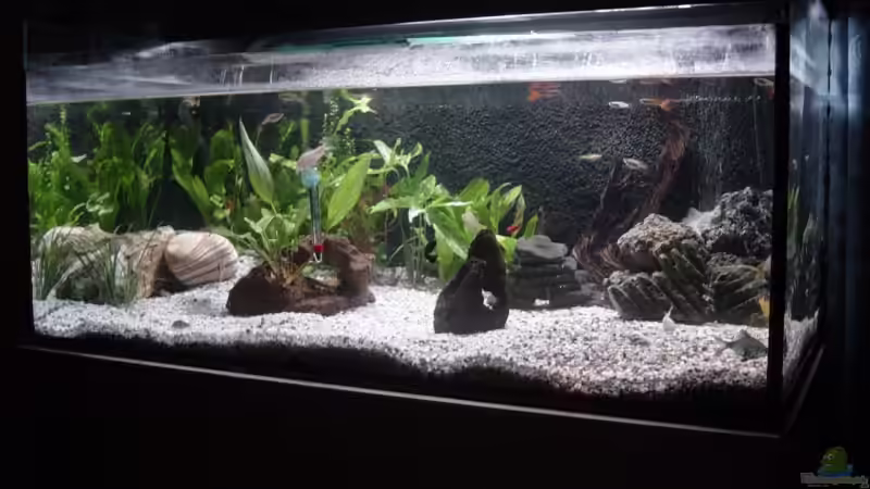 Aquarium Becken 9913 von Dominik Laufer (2)