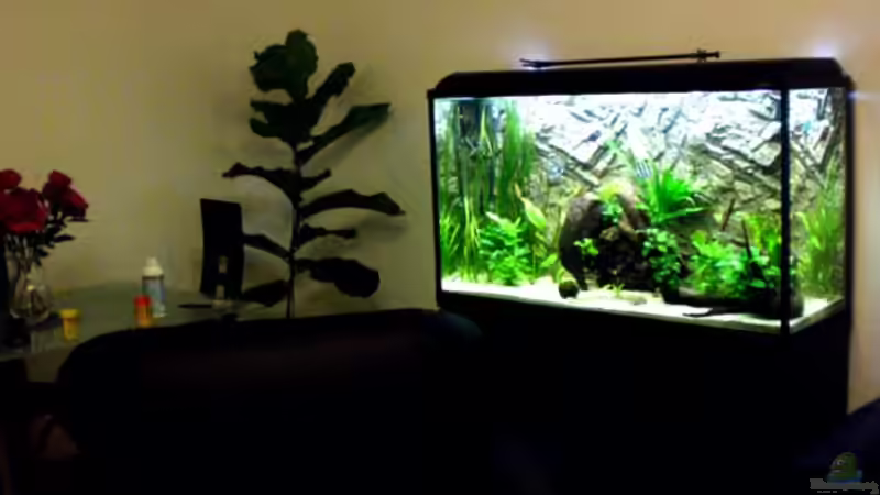 Aquarium Becken 9926 von Angelfish (4)