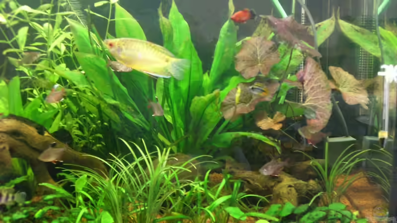 Aquarium Becken 9930 von To Be (5)