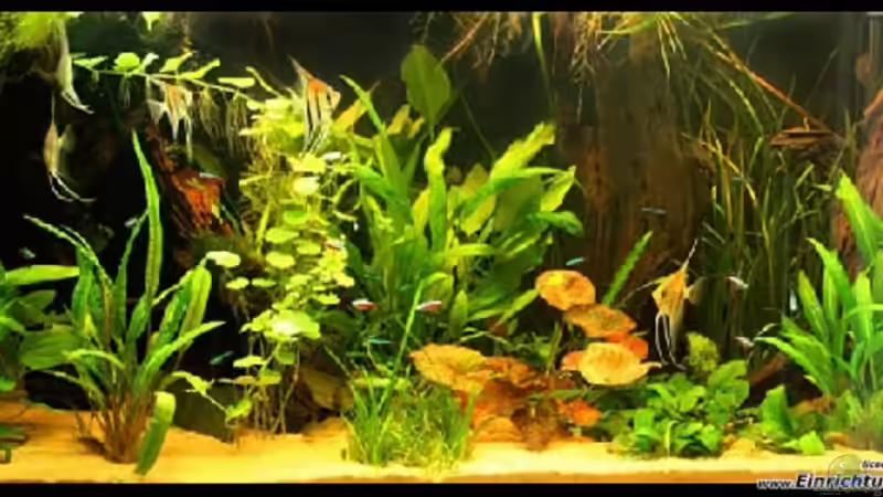 Aquarium Becken 9937 von Andi Hofstetter (2)