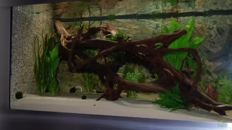 Aquarium Becken 9948 von Peter Osebold (2)