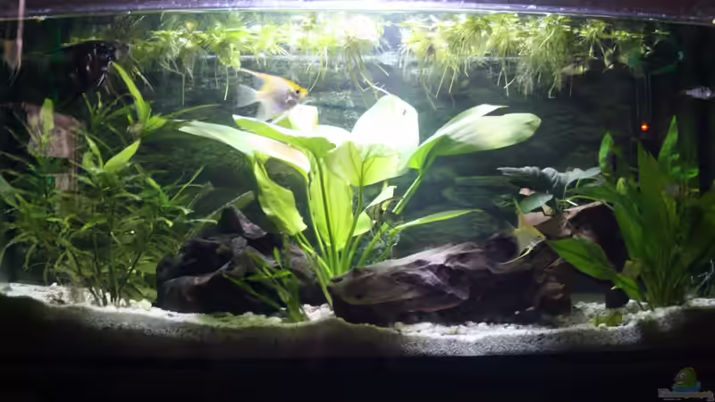 Aquarium Becken abzugeben VB von schnapper (2)