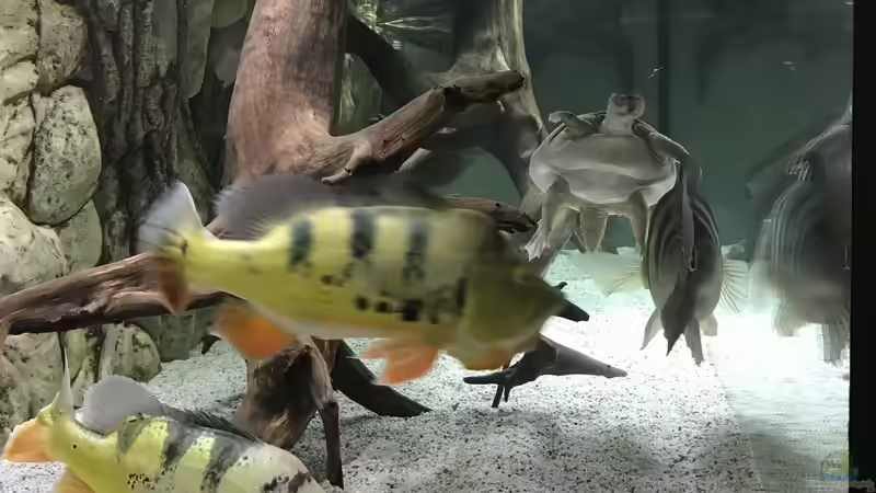 Aquarium Becken amazonas von Paul Lehmann (2)