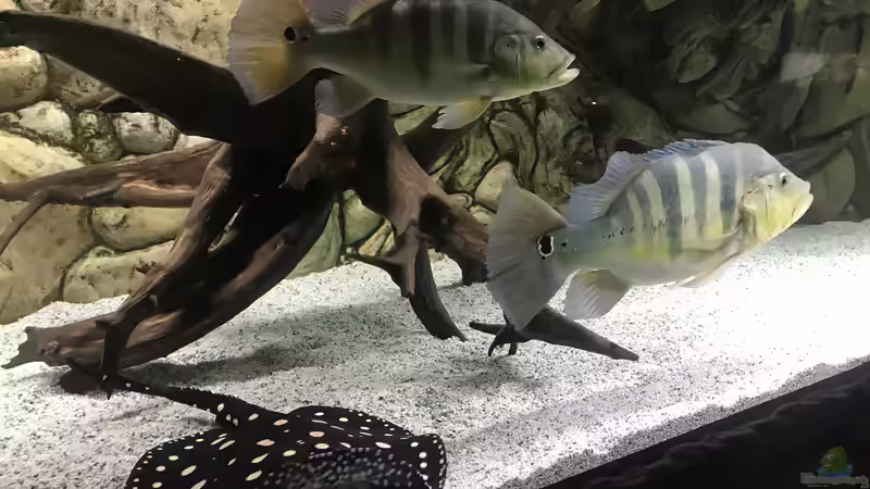 Aquarium Becken amazonas von Paul Lehmann (4)