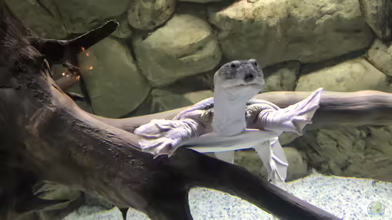 Aquarium Becken amazonas von Paul Lehmann (5)