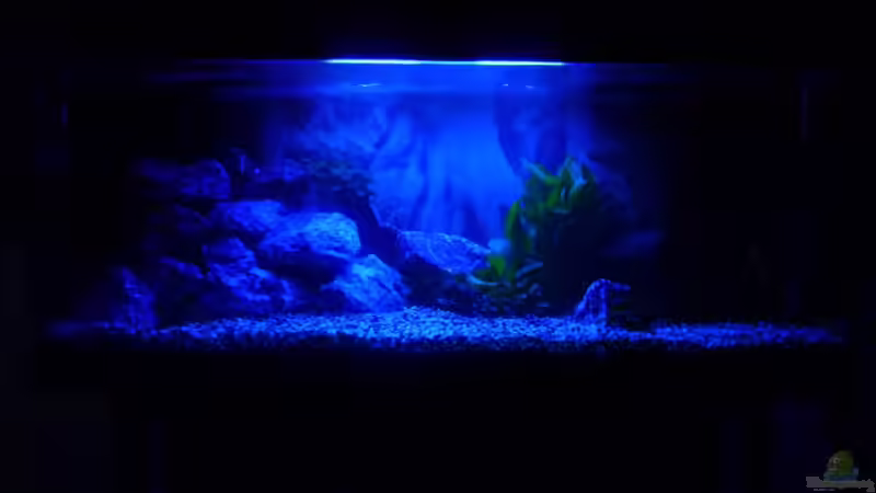 Aquarium Becken Friedeberg von Oli T (2)