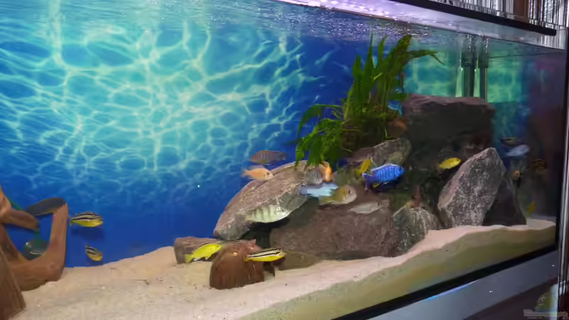 Aquarium Becken Malawi EU von Bandit12 (2)