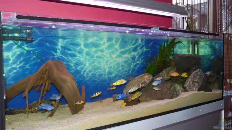 Aquarium Becken Malawi EU von Bandit12 (3)
