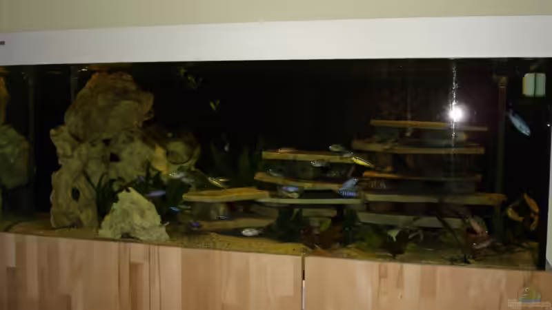 Aquarium Becken Malawi Mbuna`s von Troll (2)