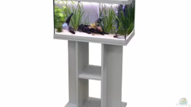 Aquarium Becken mit Aphyosemion australe von Kuller (2)
