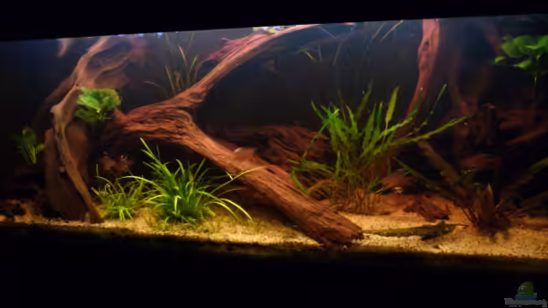 Aquarium Becken neu eingerichtet von Bavaria (2)