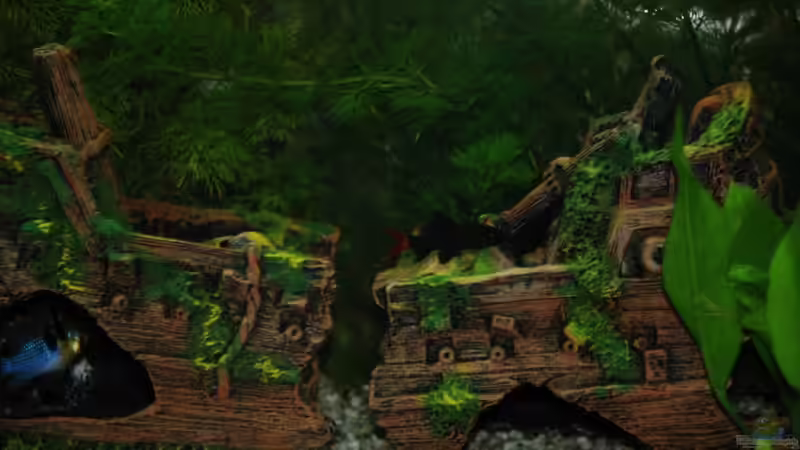 Aquarium Becken rio 180 von Jannn (2)