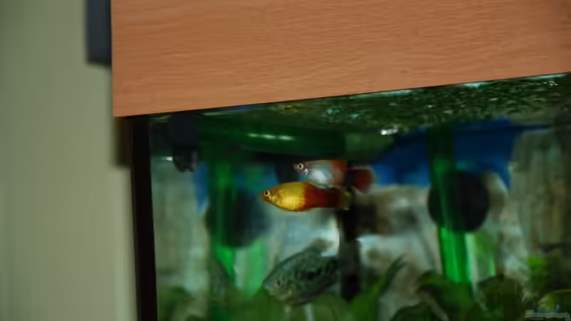 Aquarium Becken rio 180 von Jannn (3)