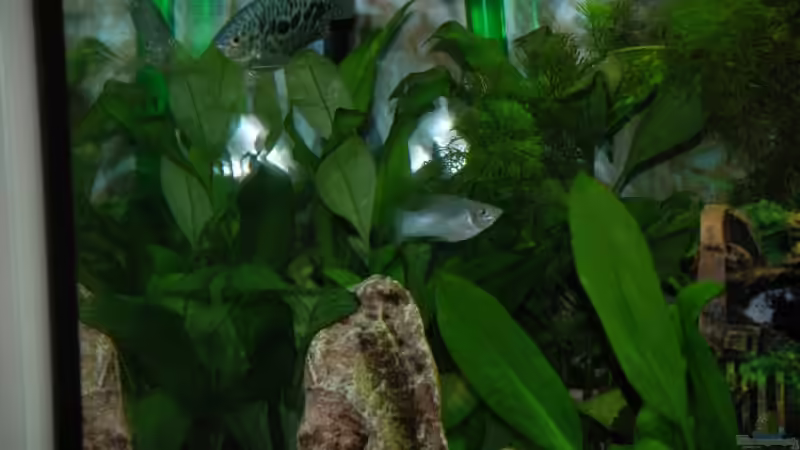 Aquarium Becken rio 180 von Jannn (4)