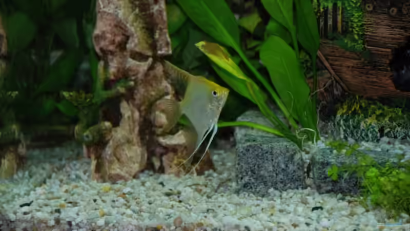 Aquarium Becken rio 180 von Jannn (5)