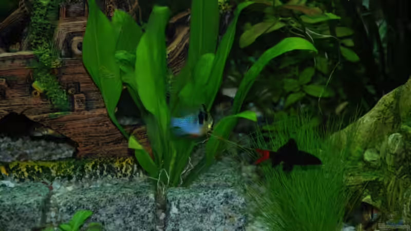 Aquarium Becken rio 180 von Jannn (6)