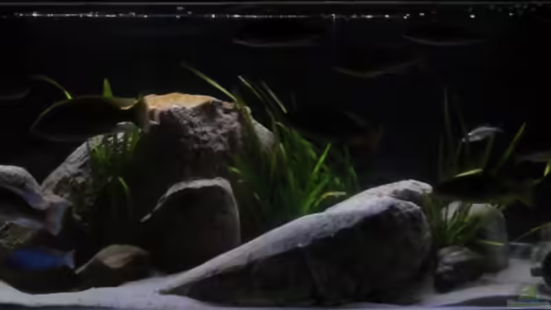 Aquarium !!!!!!Becken steht zum Verkauf!!!! von Wesermalawi (2)