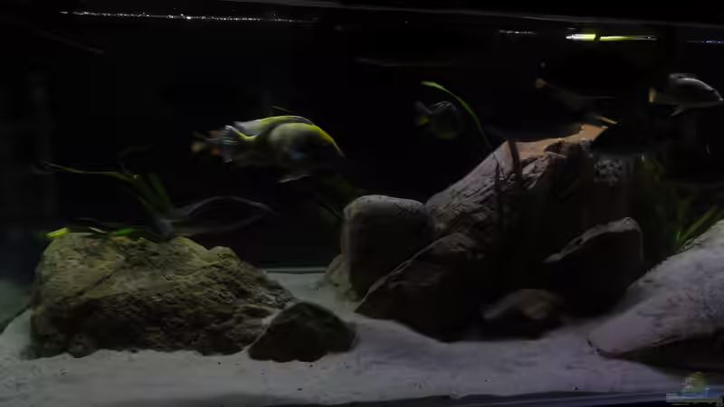 Aquarium !!!!!!Becken steht zum Verkauf!!!! von Wesermalawi (3)