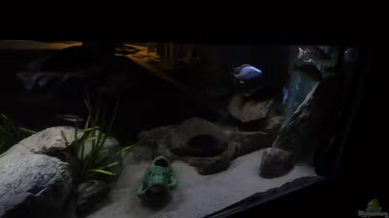 Aquarium !!!!!!Becken steht zum Verkauf!!!! von Wesermalawi (5)