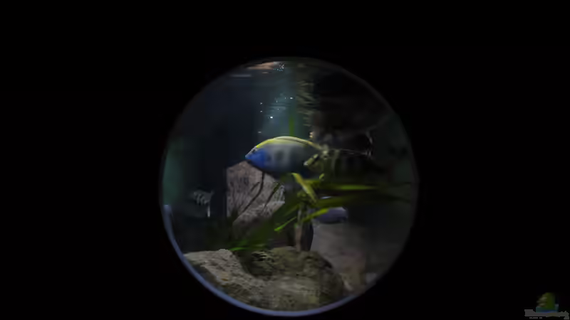 Aquarium !!!!!!Becken steht zum Verkauf!!!! von Wesermalawi (6)