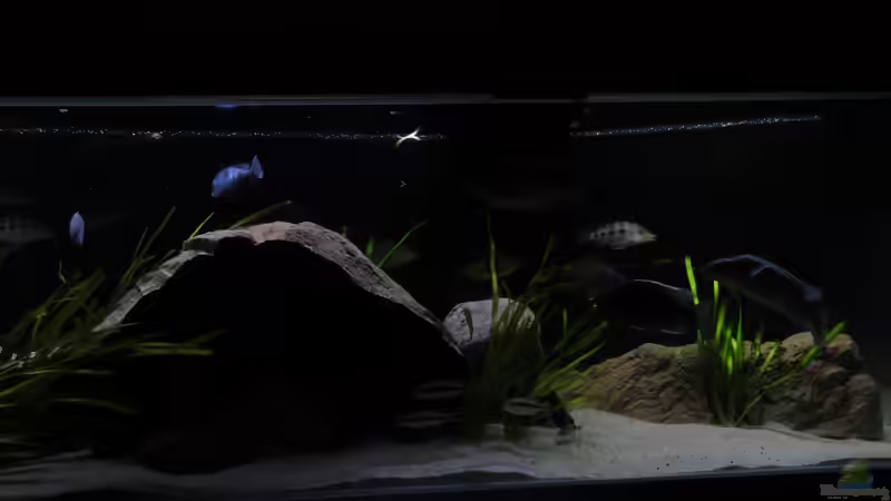 Aquarium !!!!!!Becken steht zum Verkauf!!!! von Wesermalawi (7)