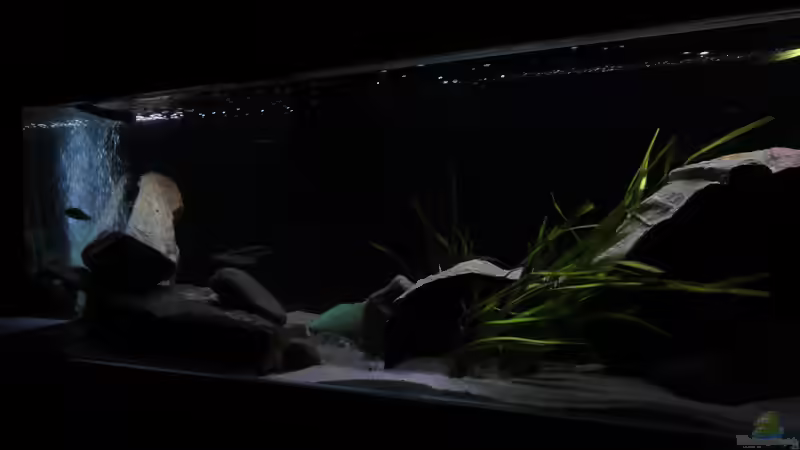 Aquarium !!!!!!Becken steht zum Verkauf!!!! von Wesermalawi (8)