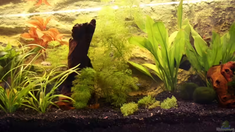 Aquarium Becken von mar3004 (3)