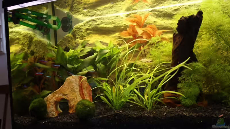 Aquarium Becken von mar3004 (4)
