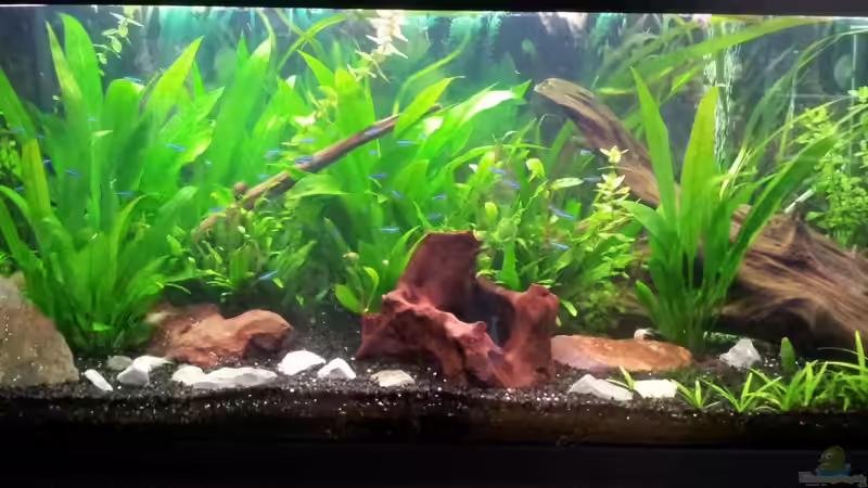 Aquarium Becken WAMA von Krolig (2)
