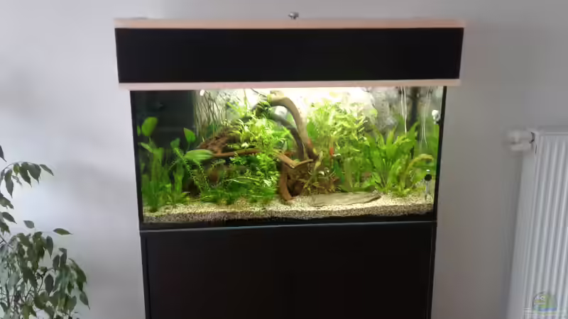 Aquarium Becken1 von wasserträger (3)