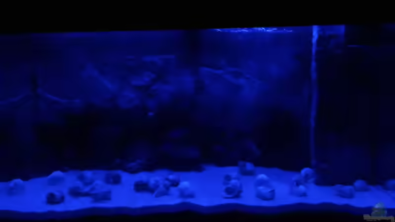 Aquarium bei Mondschein. von NiRo (11)