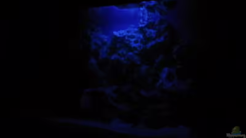 Aquarium bei Nacht von Helmut Loehr (2)