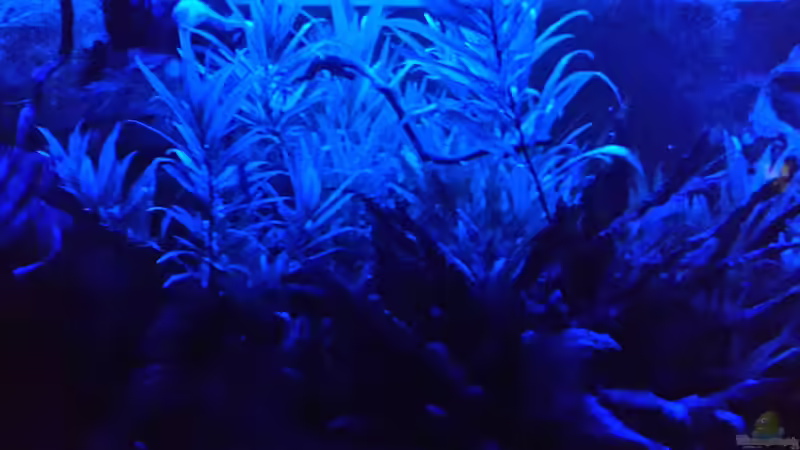 Aquarium bei ´Nacht´ von Sascha-M.K. (2)