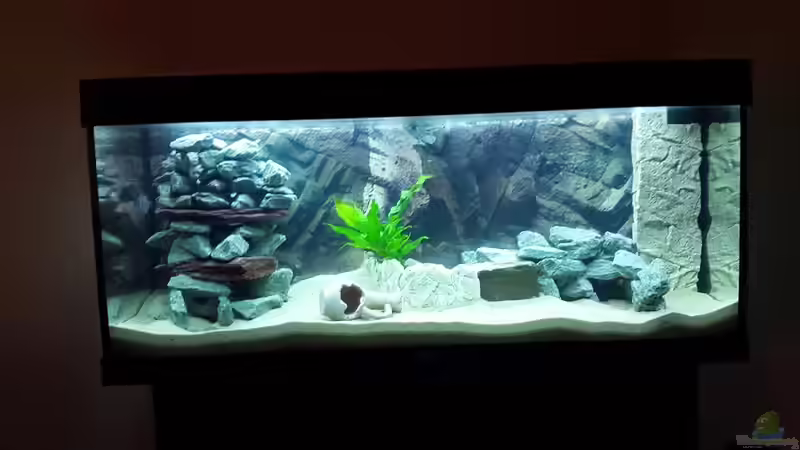 Aquarium beim Einfahren am 29.12.14 von Malawi Zürich (4)