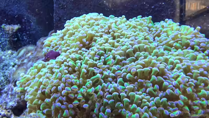 Aquarium beim Start von René Geisler (1)