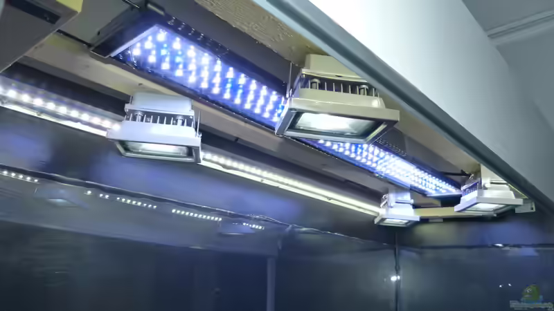 Aquarium-Beleuchtung: Wie oft müssen LEDs gewechselt werden?