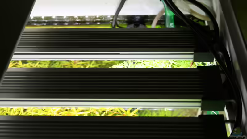 Aquarium-Beleuchtung: Wie oft müssen LEDs gewechselt werden?