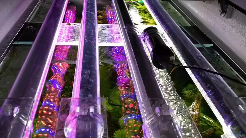 Aquarium-Beleuchtung: Wie oft müssen LEDs gewechselt werden?