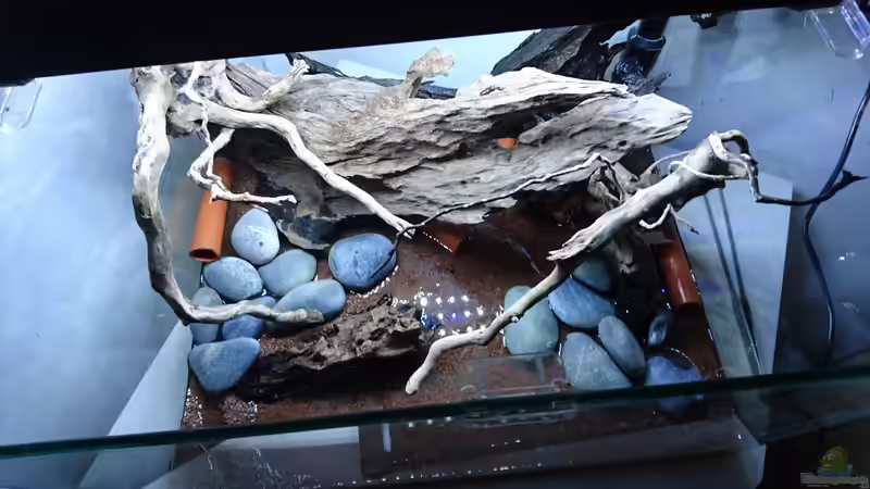 Aquarium Beni von Umpa (2)