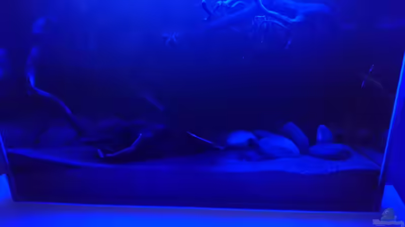 Aquarium Beni von Umpa (5)