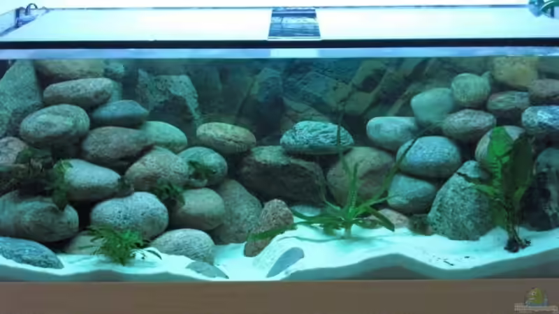 Aquarium ??bergang von Mond- zu Tageslicht von Malawi TOM (5)