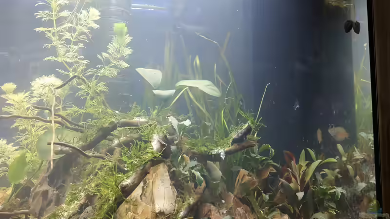 Aquarium Bergisches Asien von Wall-E (8)