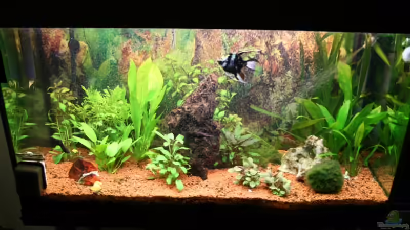 Aquarium Bernd`s Pfütze von boandlkramer77 (2)