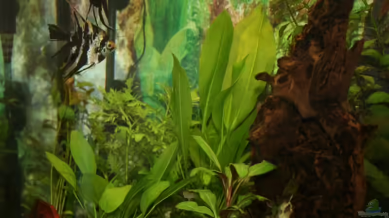 Aquarium Bernd`s Pfütze von boandlkramer77 (4)