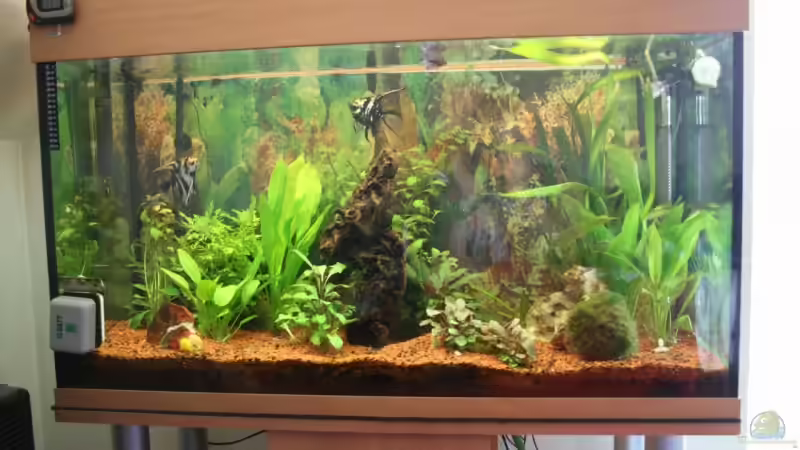 Aquarium Bernd`s Pfütze von boandlkramer77 (5)