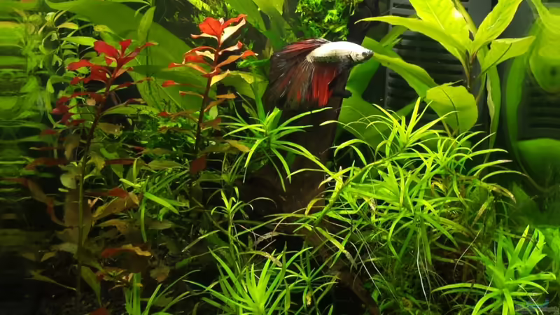 Aquarium Beta's Cube (aufgelöst) von NRW (2)