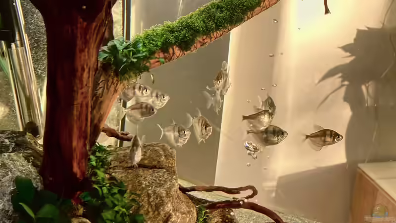 Aquarium Beton und Holz von Chris_R. (10)