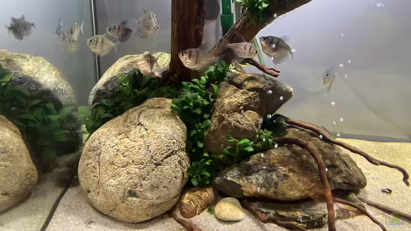 Aquarium Beton und Holz von Chris_R. (11)