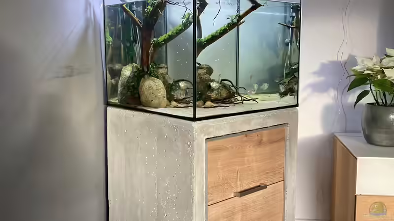 Aquarium Beton und Holz von Chris_R. (13)